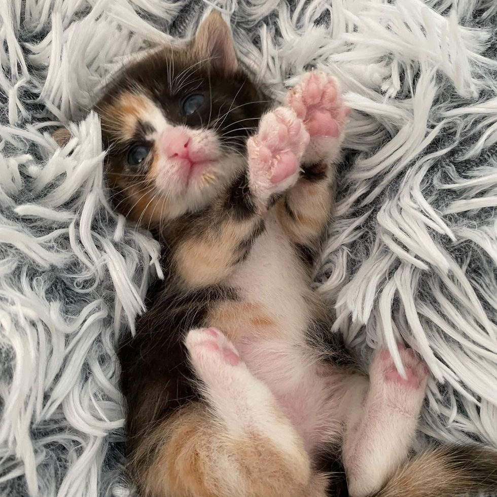 pink toe beans