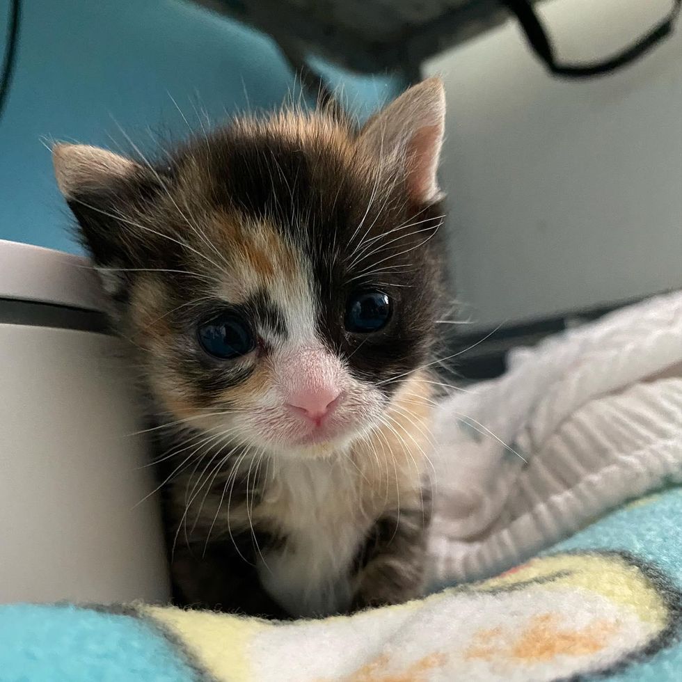 curious calico kitten