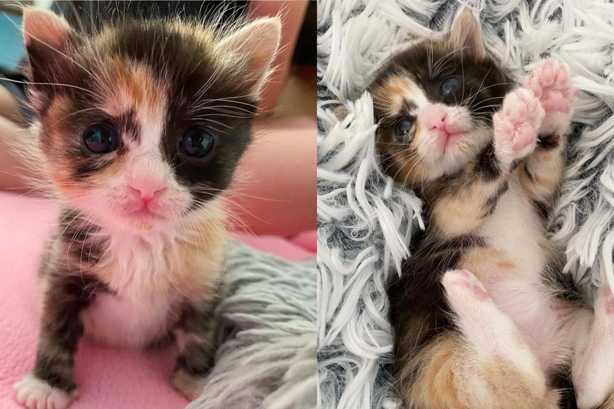 Kitten with Wondrous Eyes So Happy to Be Cared for, She Turns into a Purr Machine