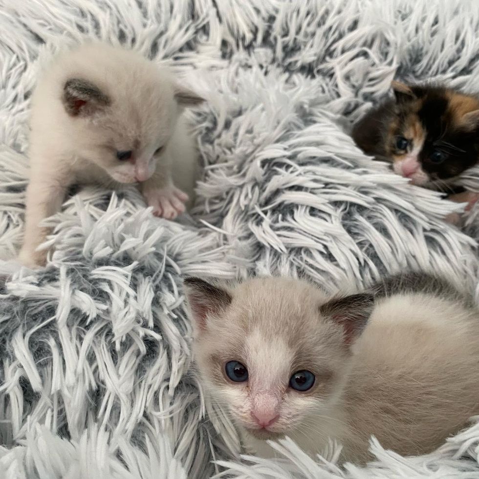 kitten trio