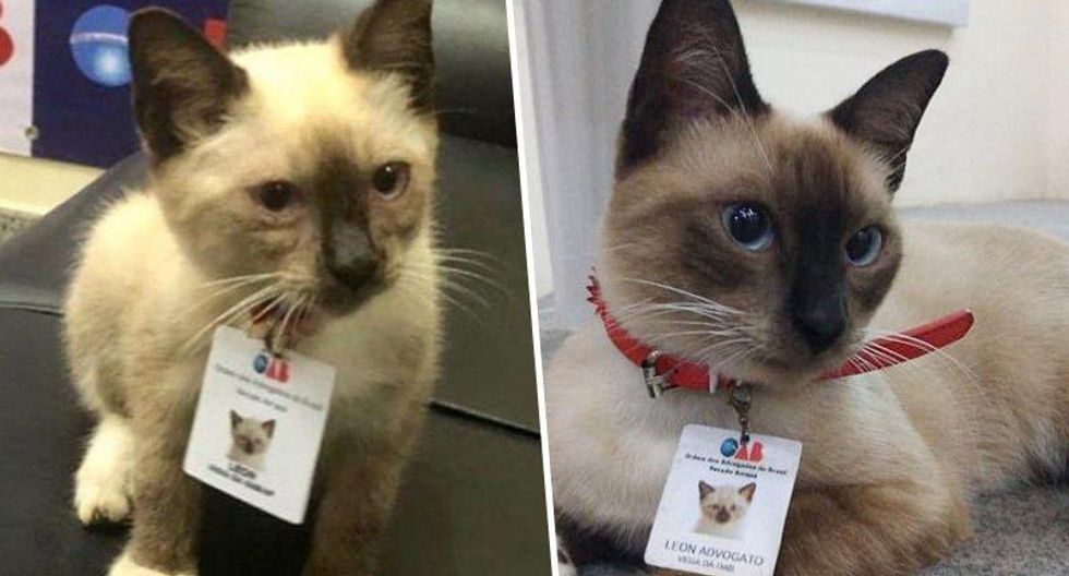 Law Firm Hires Stray Cat After People Complained About Him Upworthy