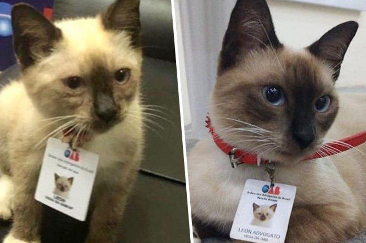 Law firm hires stray cat after people complained about it wandering around the office