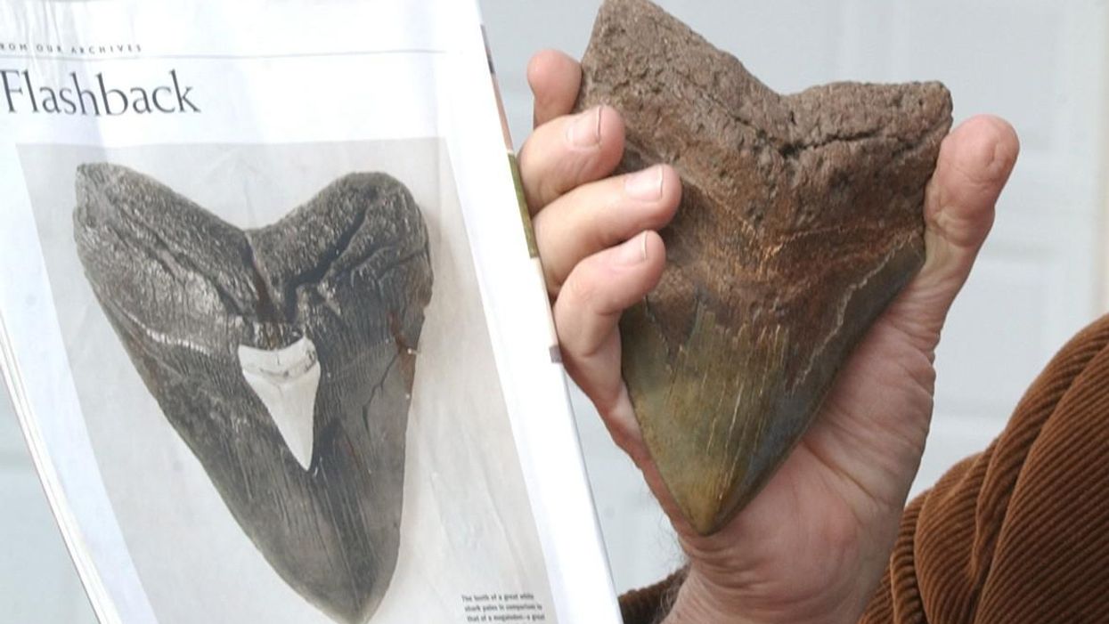 Virginia boy, 5, finds what appears to be a megalodon tooth in N