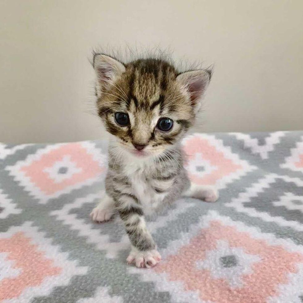 tripod kitten, 3-legged cat