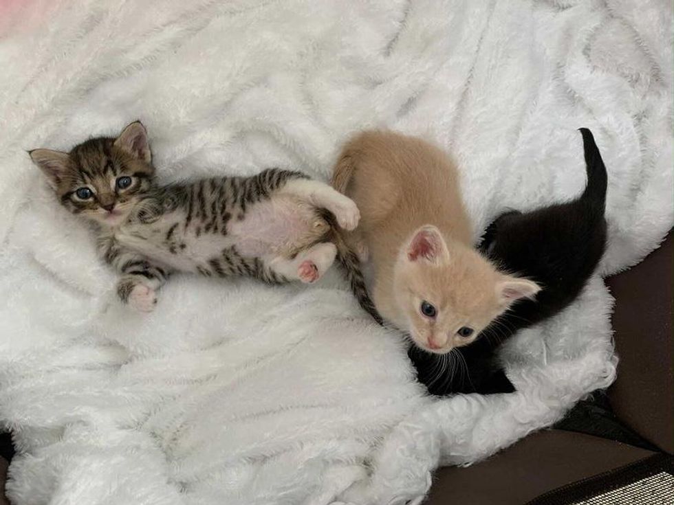 Kitten Missing a Leg Shows Everyone What He Can Do with the Help of ...