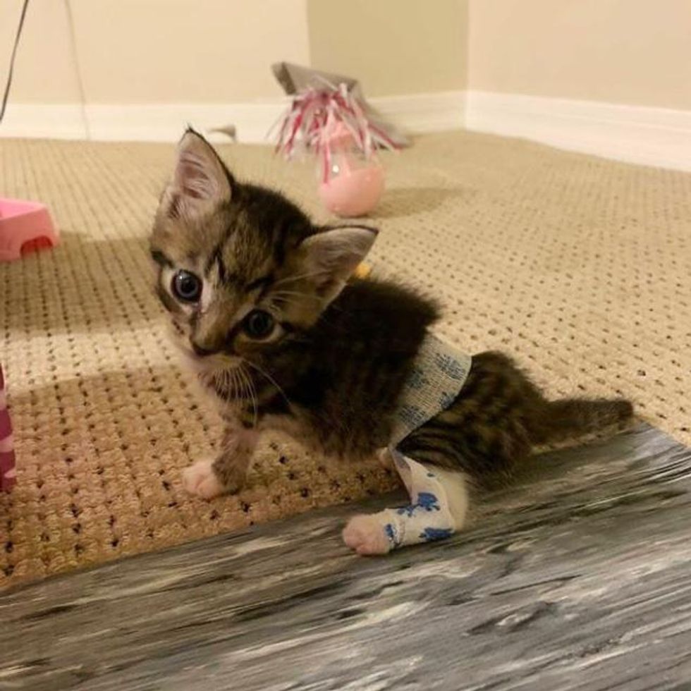 kitten splinting technique, twisted leg