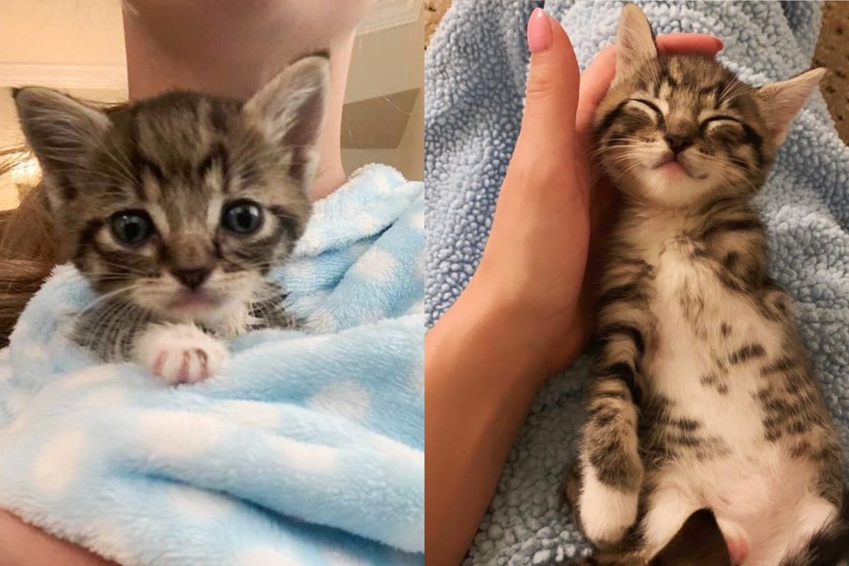 Kitten Missing a Leg Shows Everyone What He Can Do with the Help of Kind Family