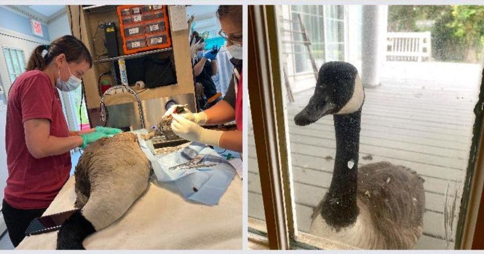 Canada goose shows up at hospital to find injured mate - Upworthy