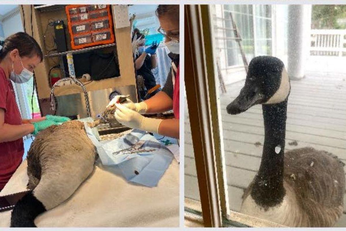 a goose being worked on by veterinarians; a goose standing outside of a door