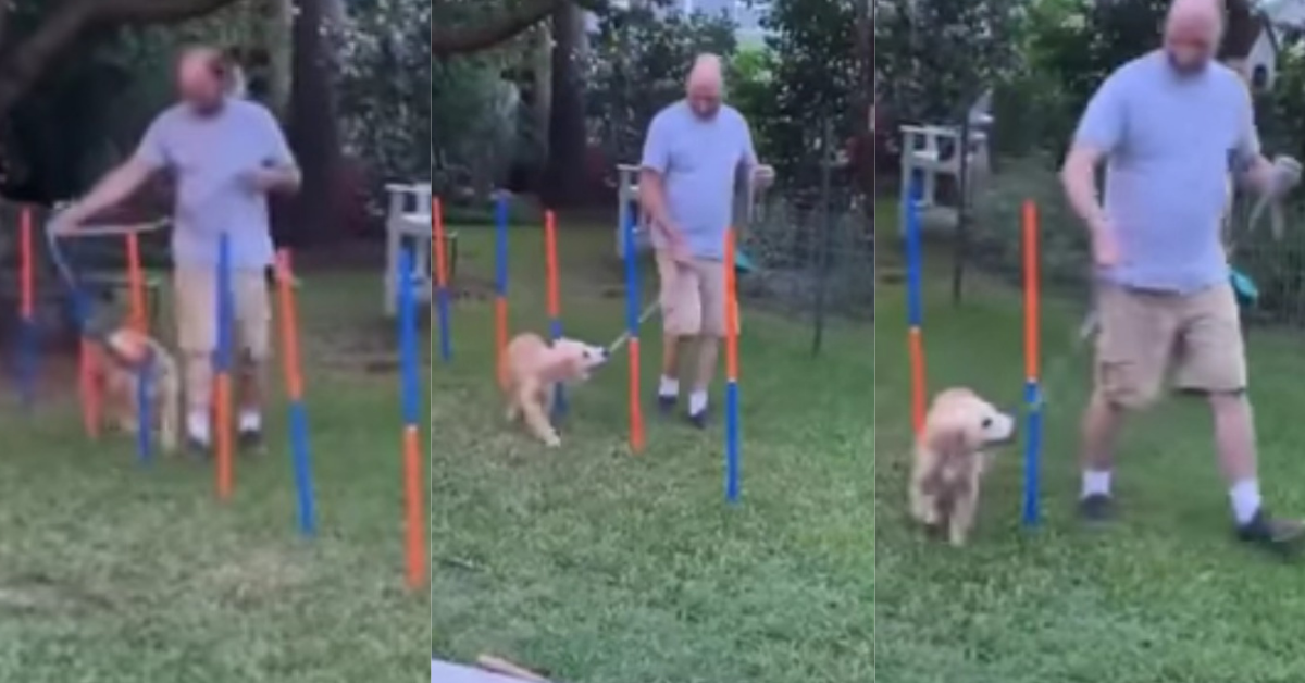 Golden Retriever Puppy's Hilariously Disastrous Attempt At Obstacle Course Is An Instant Classic