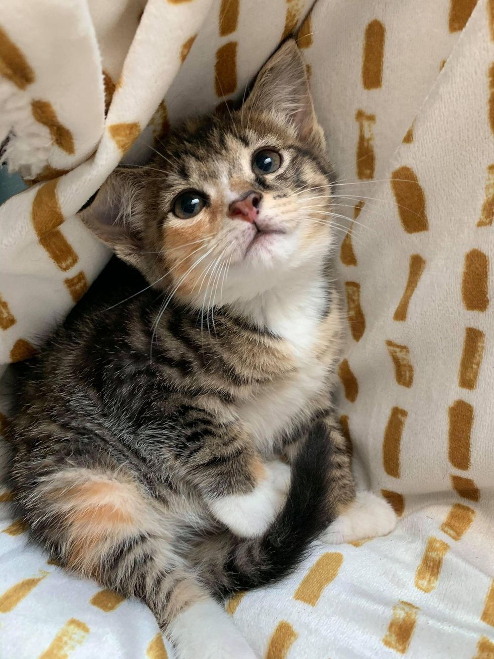 cute torbie kitten
