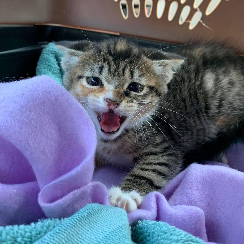 hissy kitten torbie