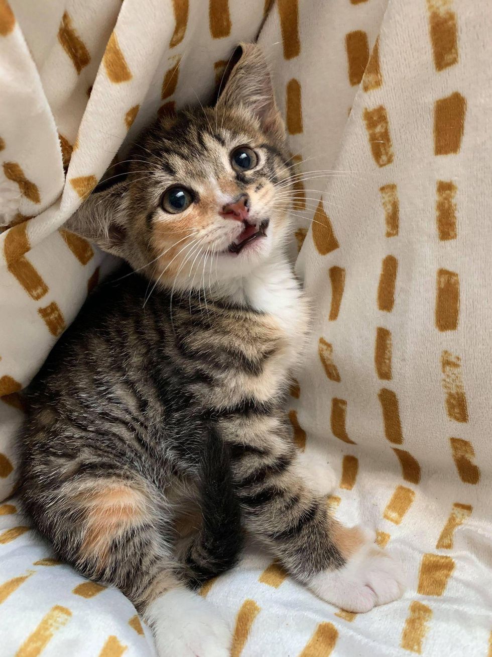 smile torbie cat, smiling kitten