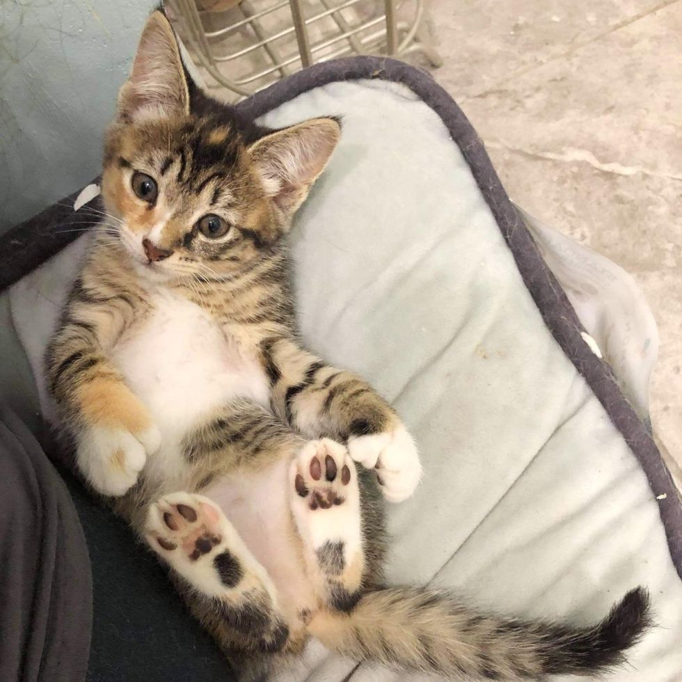 kitten with big paws