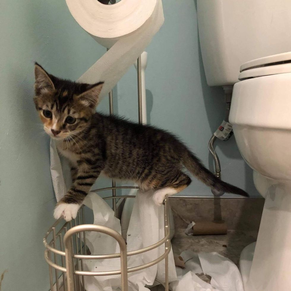 kitten toilet paper