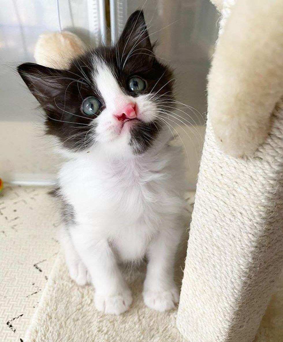 kitten with cleft lip