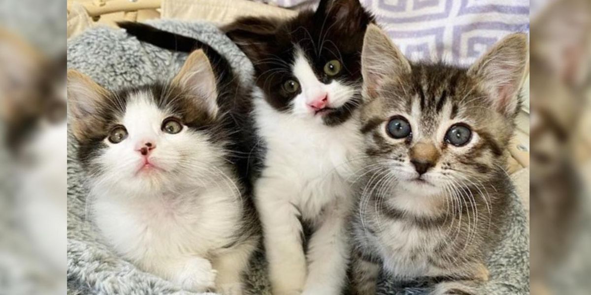 Family Went to Adopt Kittens and Couldn't Separate These Three with