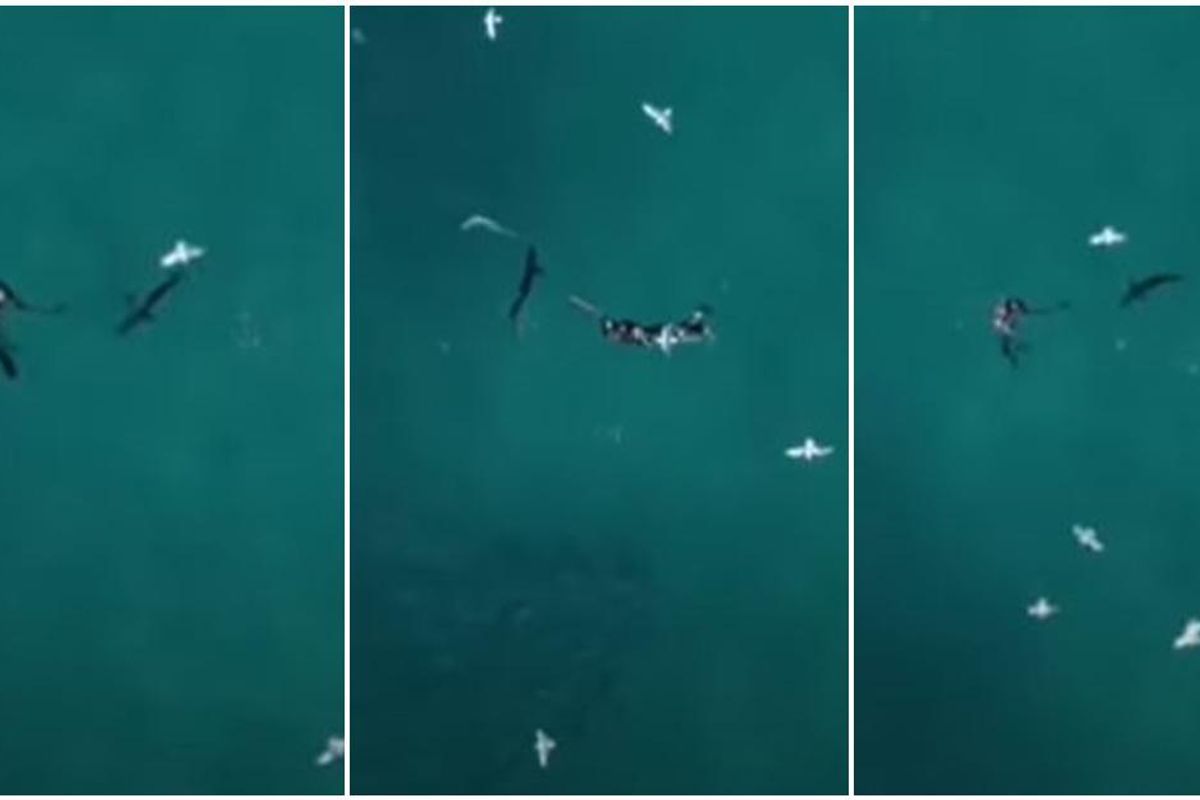 A lone fisherman was attacked by a shark. A drone cameraman saw it and stepped in.