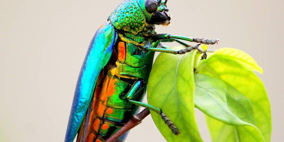 The 5 Cutest Insects In The World - The Journiest