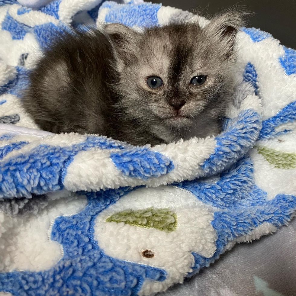 kitten with beautiful markings, wolf kitten