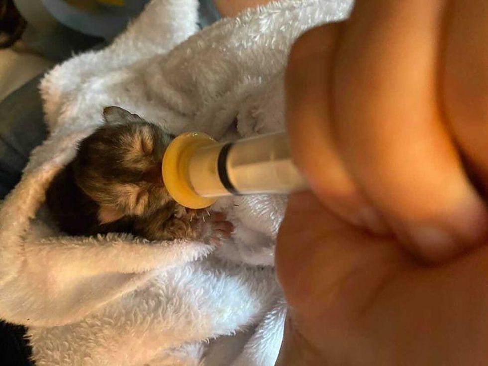 tiny newborn kitten