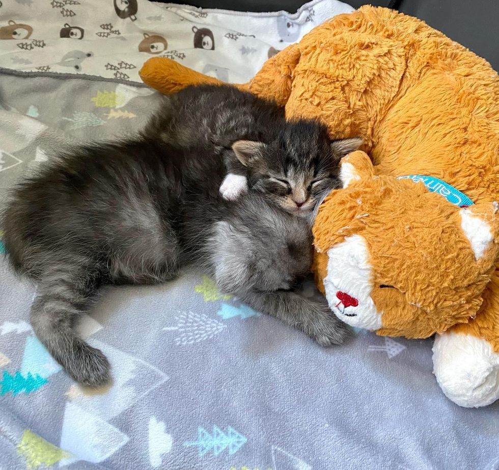 kittens napping