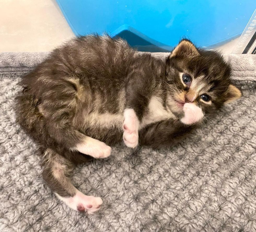 tabby kitten belly