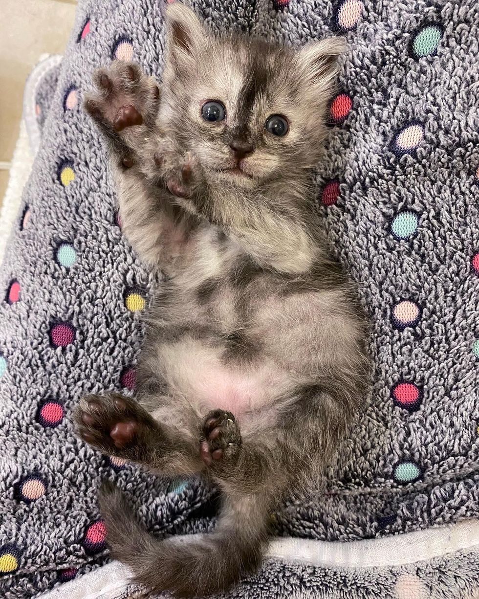 kitten toe beans