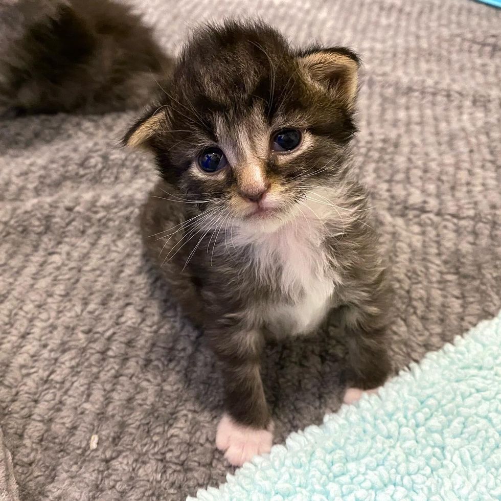 kitten folded ears