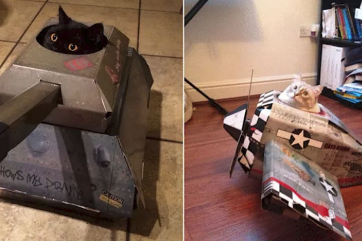 This company makes cardboard tanks to help your cat conquer the world