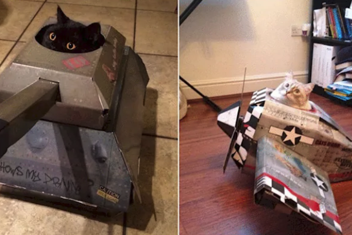 cats, cardboard tank, Amazon