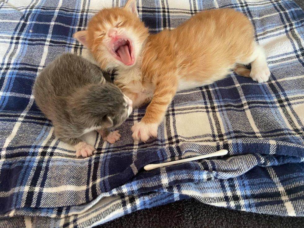 kitten friends