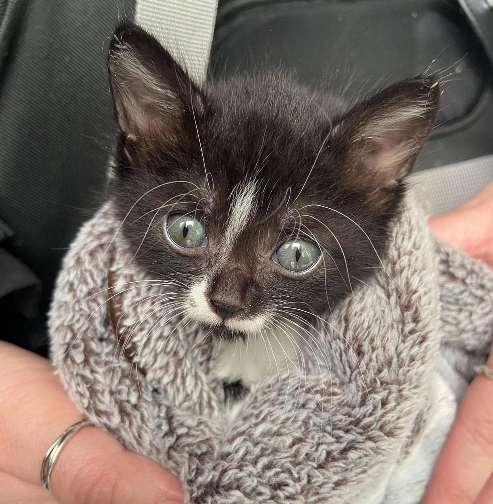 tuxedo kitten purrito