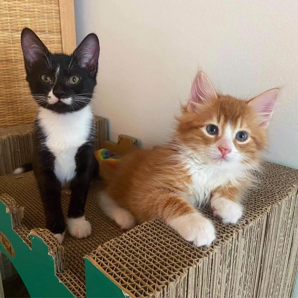 tuxedo and ginger kittens