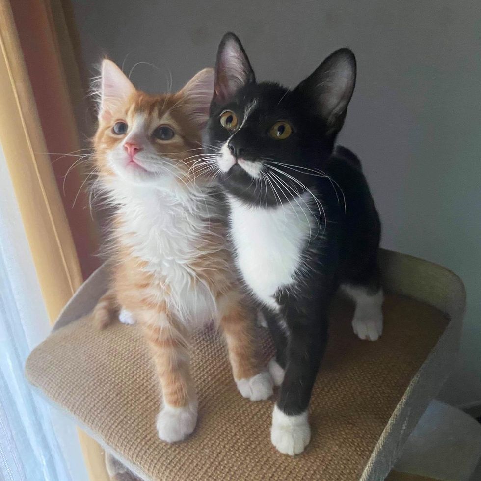 best friends kittens