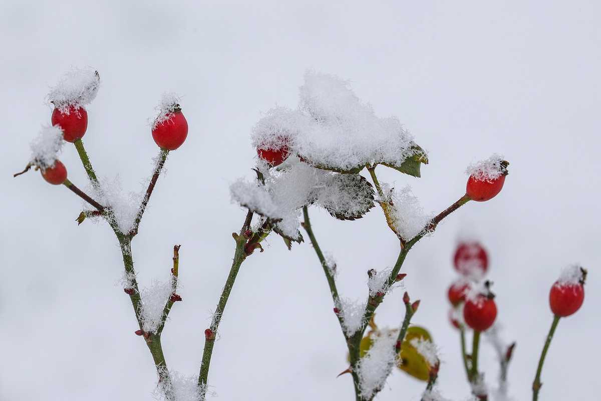 L’ignorata e bellissima rosa canina è un toccasana per la nostra salute