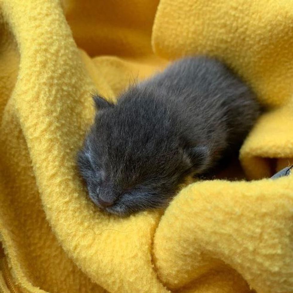 orphaned kitten