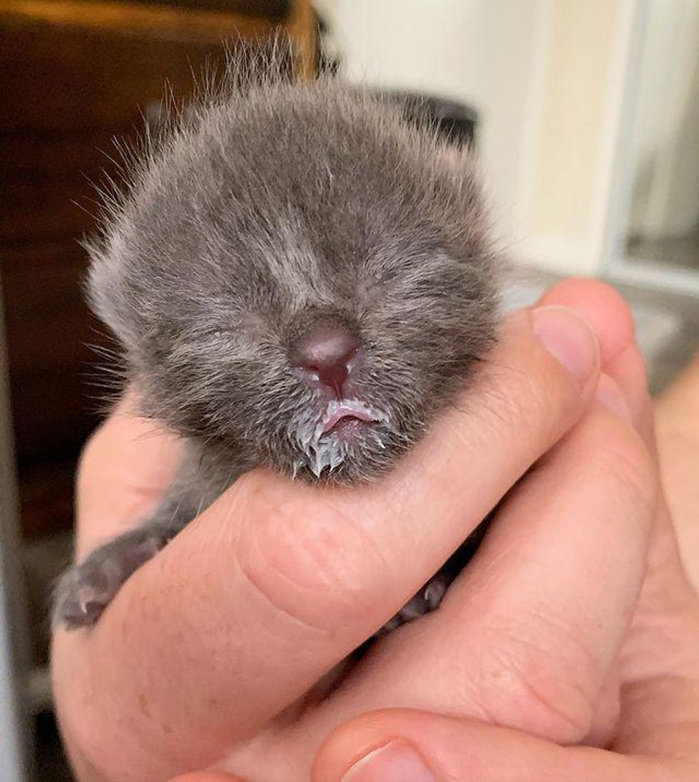 bottle kitten