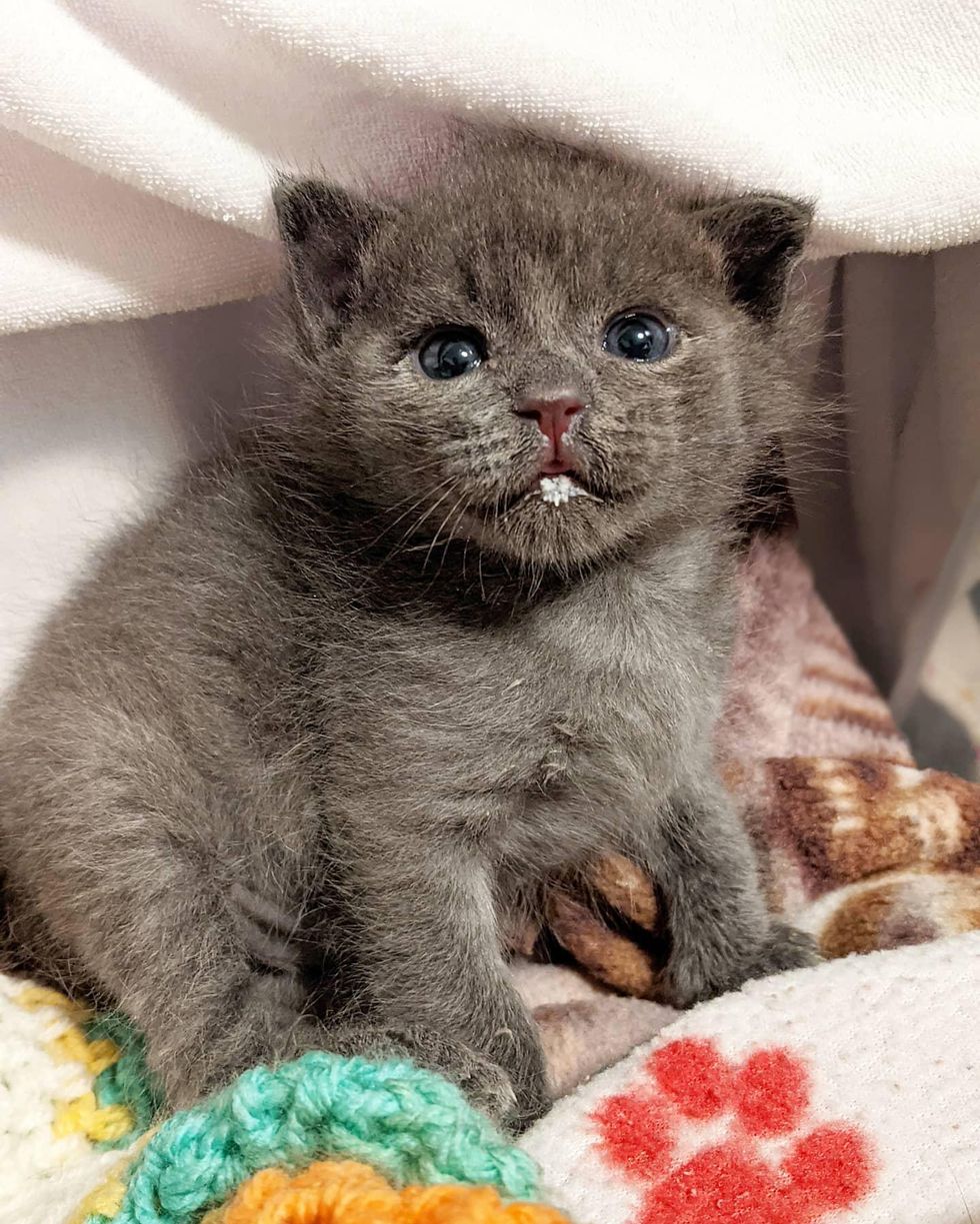 cute milkstache kitten