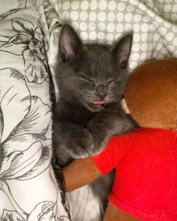 happy kitten sleeping