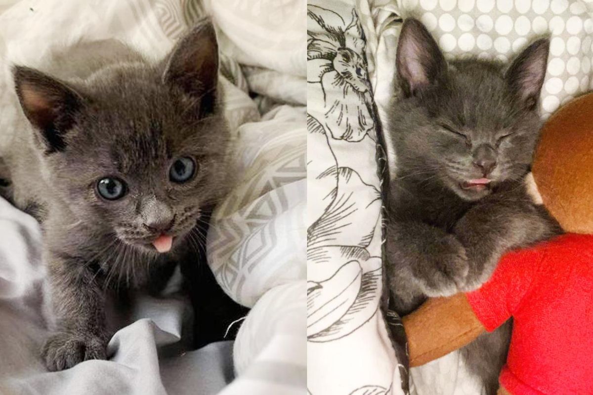 Kitten with Adorable 'Blep' Gets Back on His Paws After Being Found Abandoned in a Yard