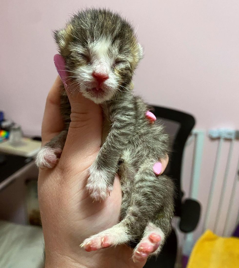 neonatal kitten