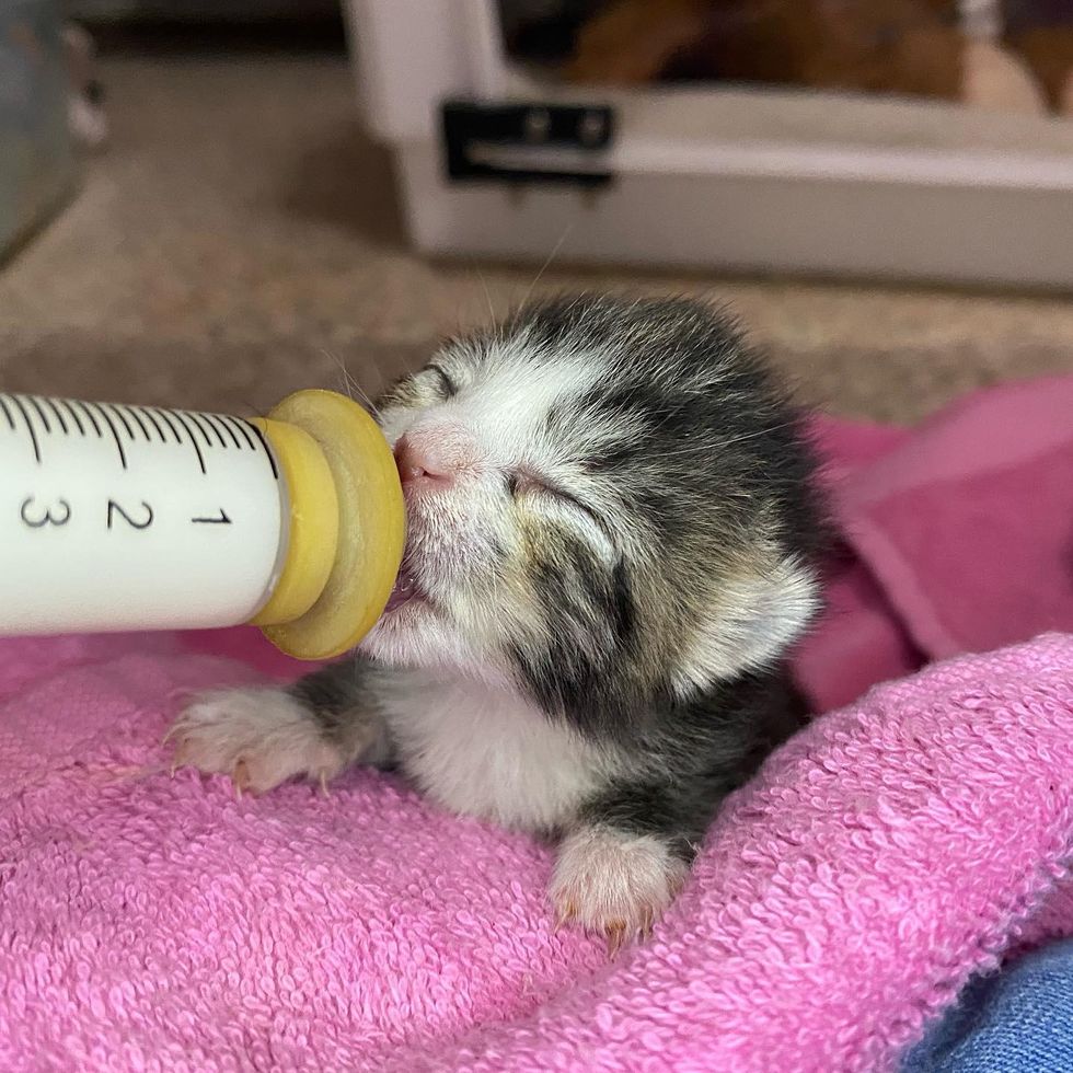 bottle kitten feeding