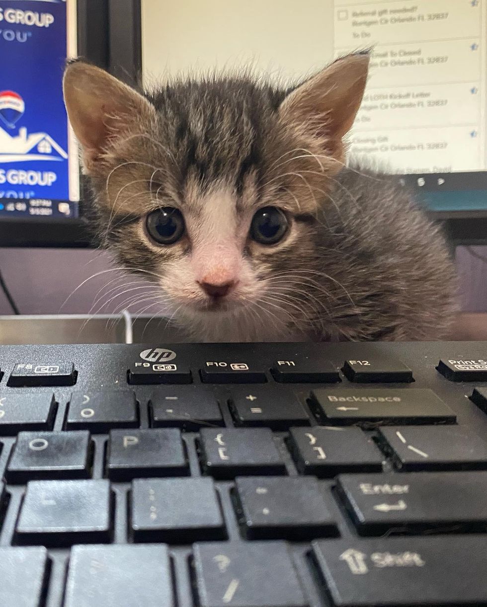 office kitten keyboard