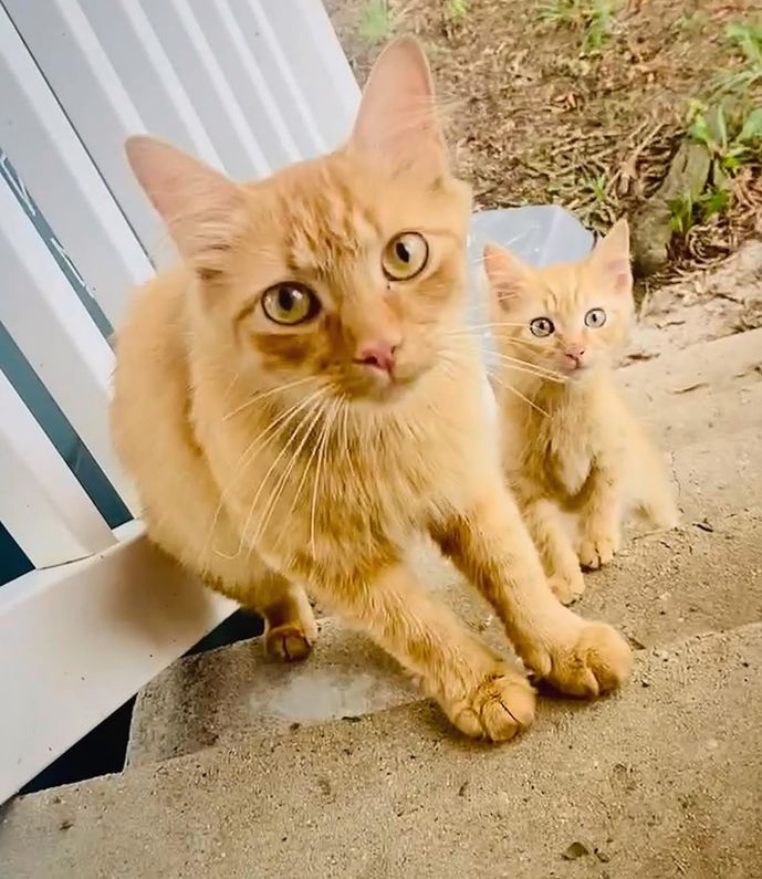 stray cat and kitten