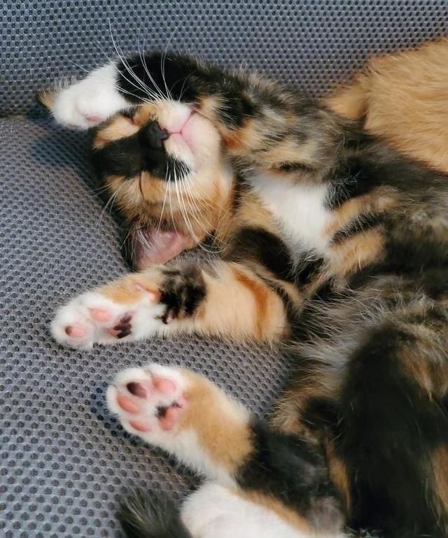 sleepy calico kitten
