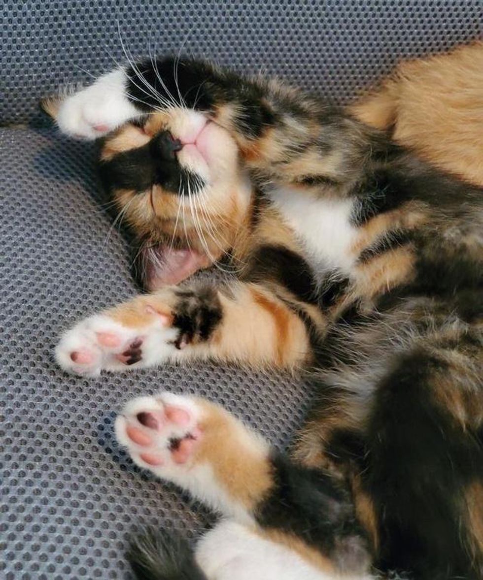 sleepy calico kitten