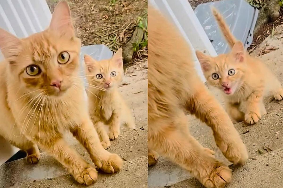 Cat Brings Kitten to Family She Trusts and Comes Back Next Day with Another One