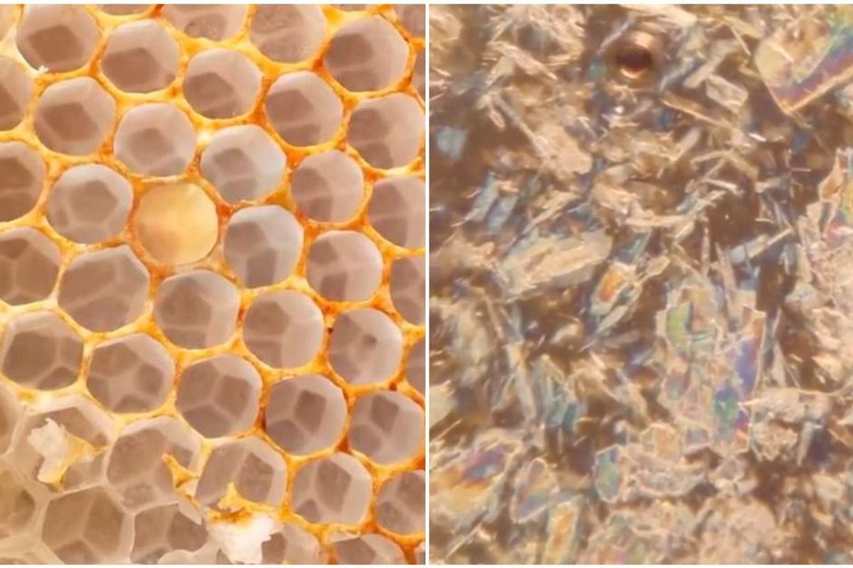 Incredibly satisfying video zooms deep inside a honeycomb cell