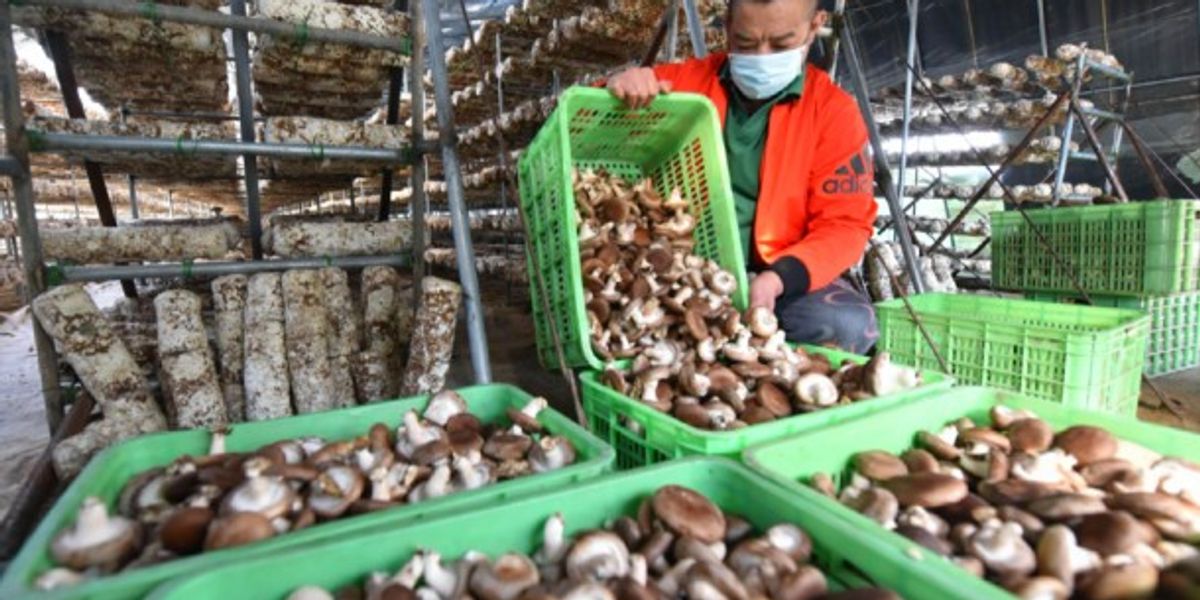 Feeding A Shutdown World: How COVID-19 Squeezes Supply Chains - Vimarsana News